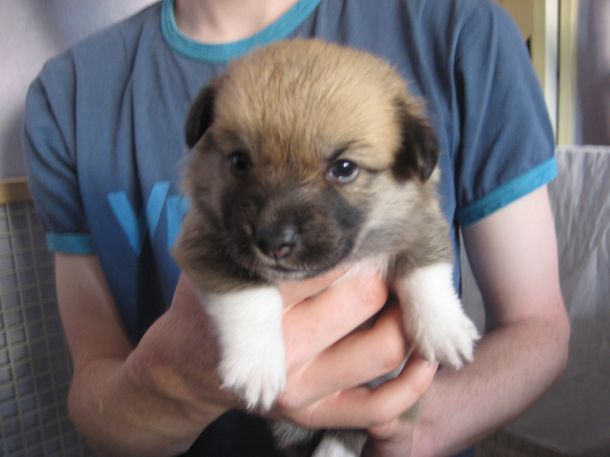 Pups